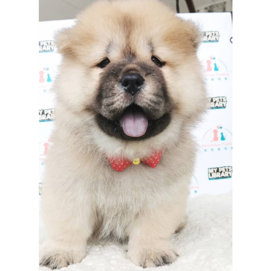 Chow Chow Puppy (Female) For Sale