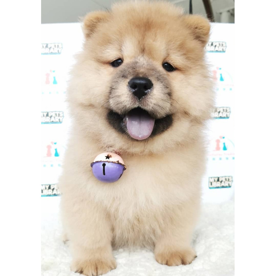 Chow Chow Puppy (Female) For Sale