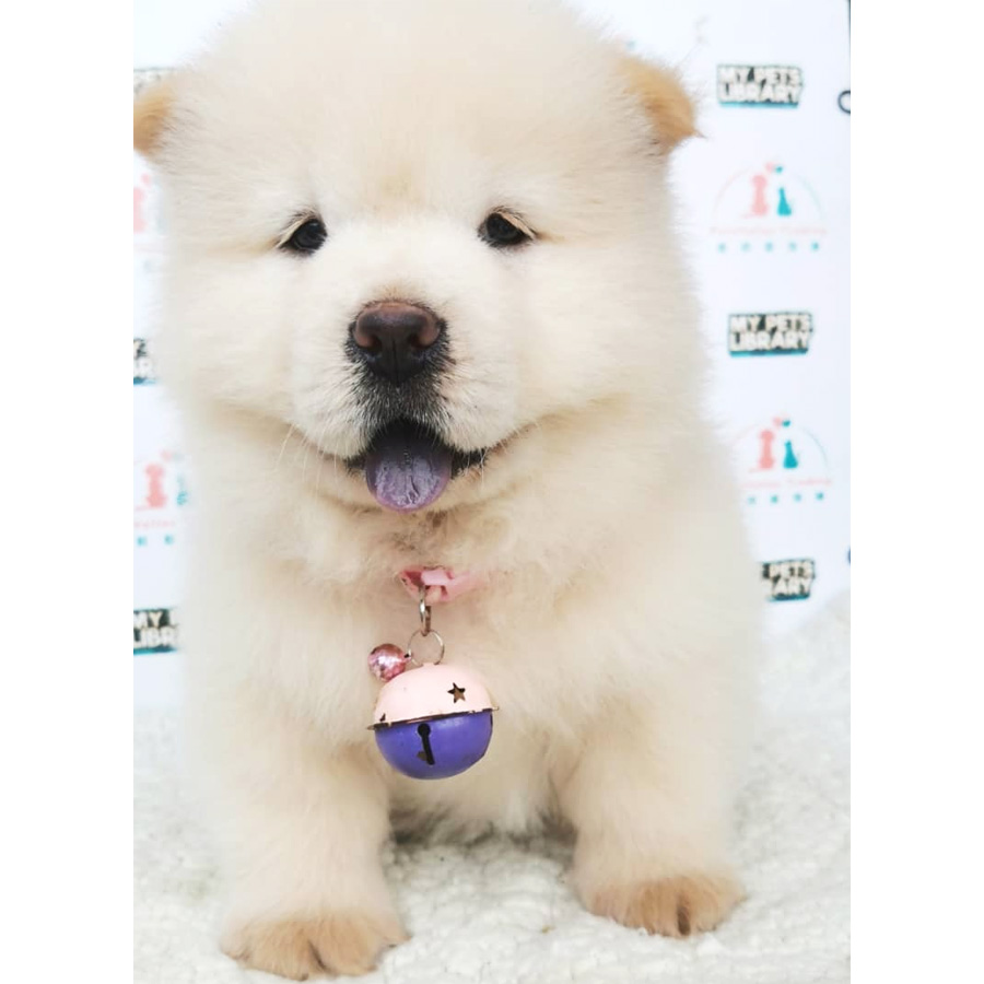 Chow Chow Puppy (Male) For Sale