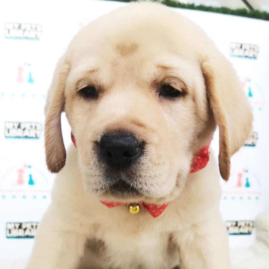 Labrador Puppy (Male) For Sale