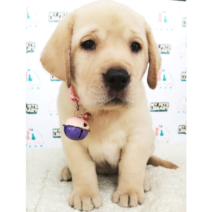 Labrador Puppy (Female) For Sale
