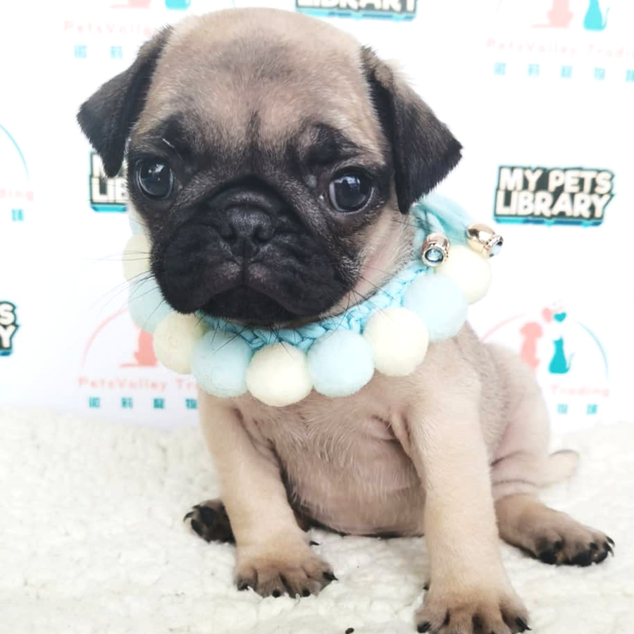 Pug Puppy (Female) For Sale