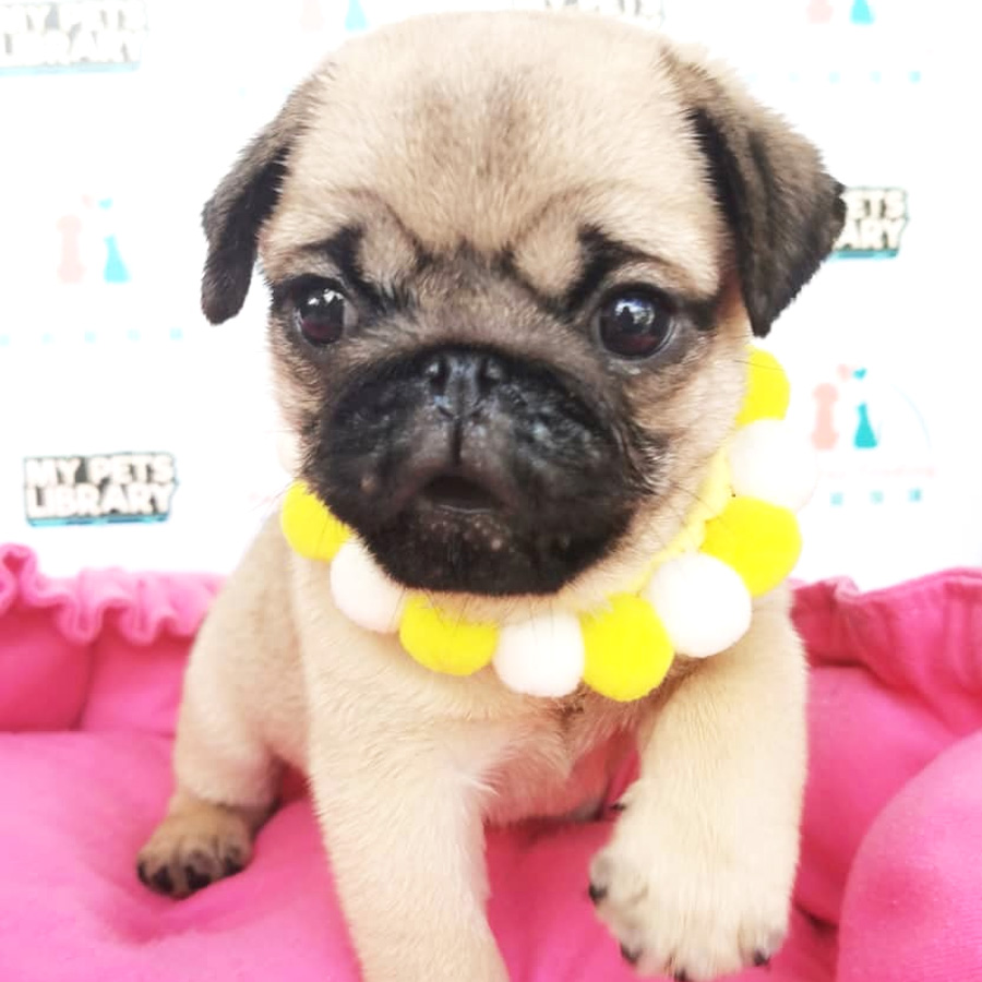 Pug Puppy (Male) For Sale