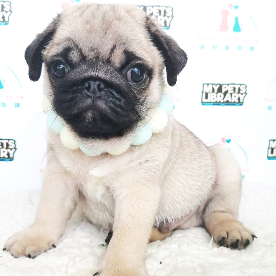 Pug Puppy (Male) For Sale