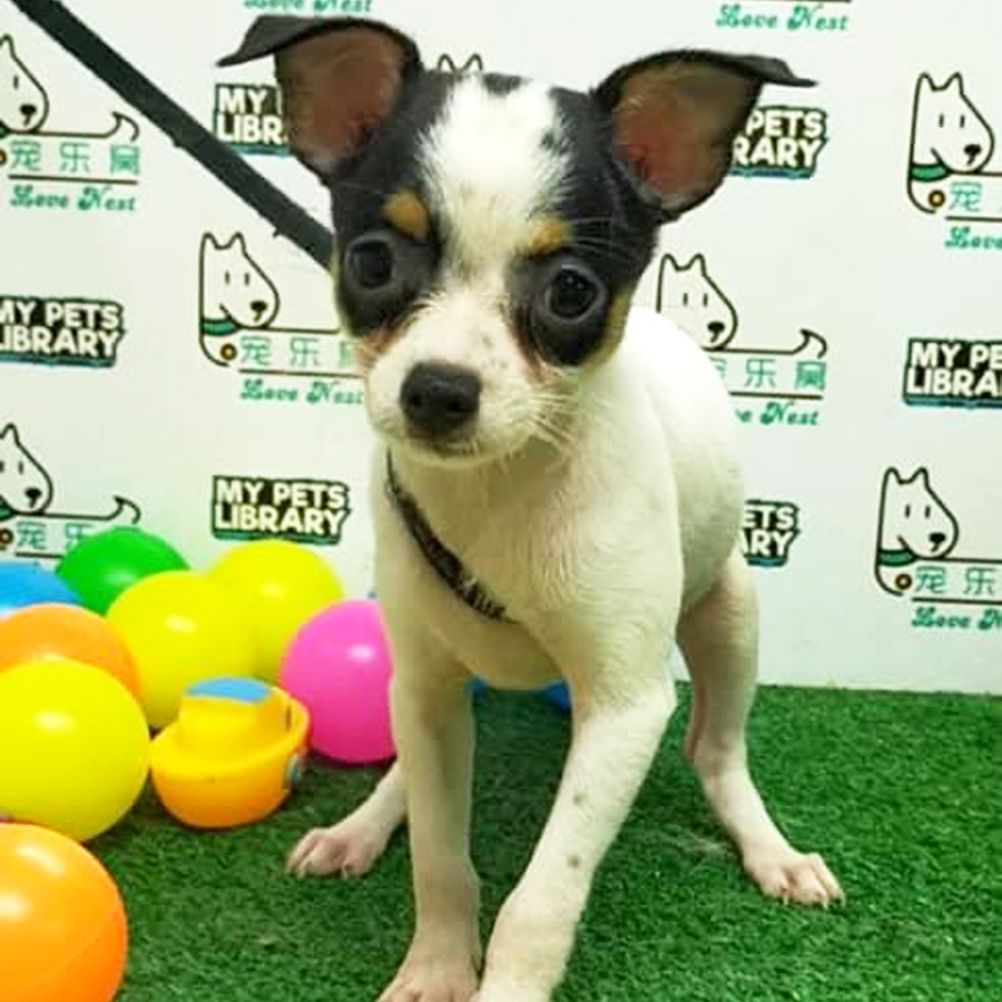 Chihuahua Puppy (Female) For Sale