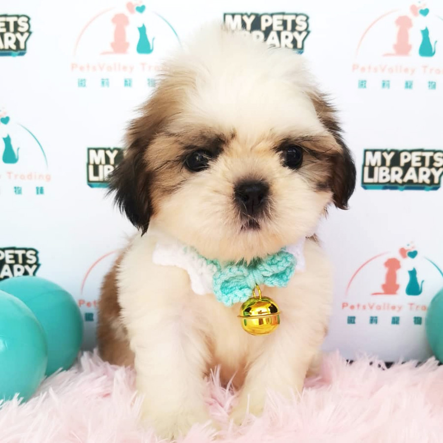 Shih Tzu Puppy (Male) For Sale