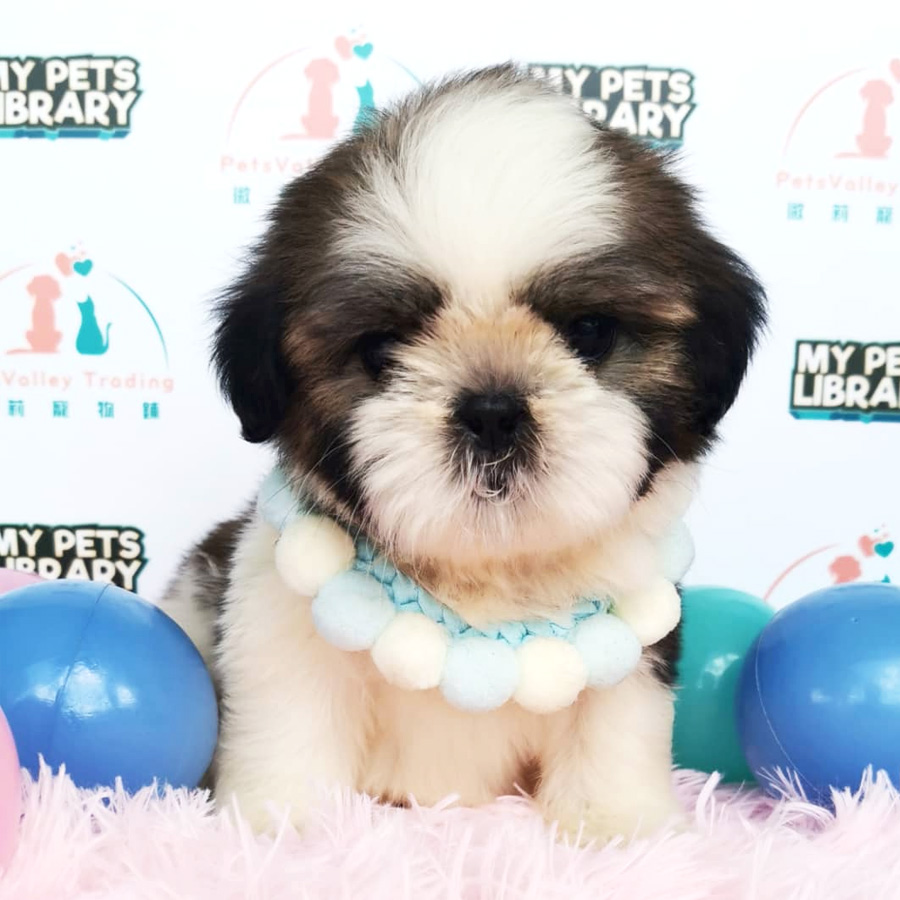 Shih Tzu Puppy (Male) For Sale