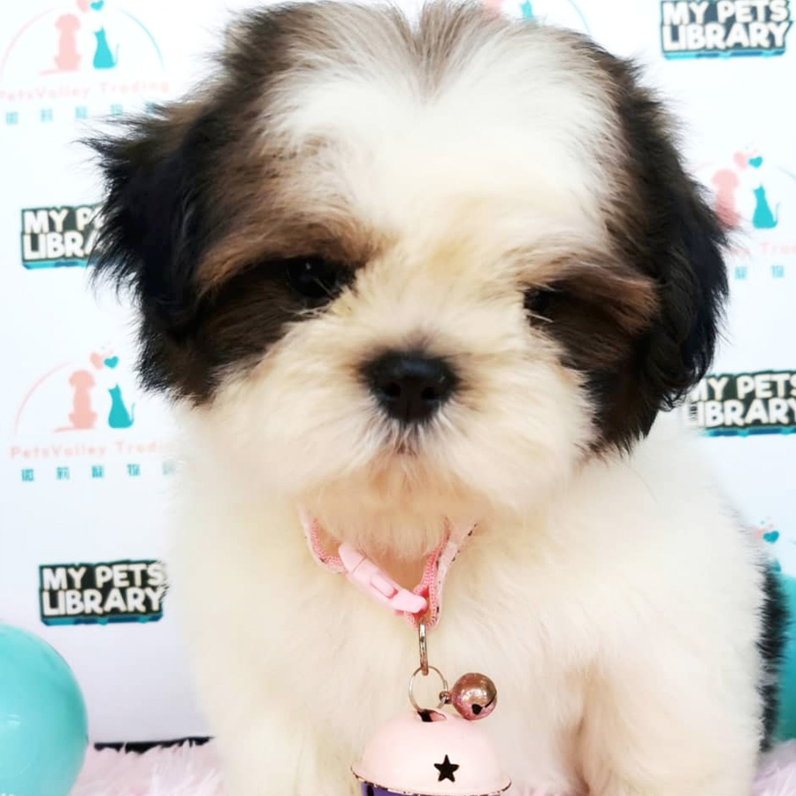 Shih Tzu Puppy (Female) For Sale