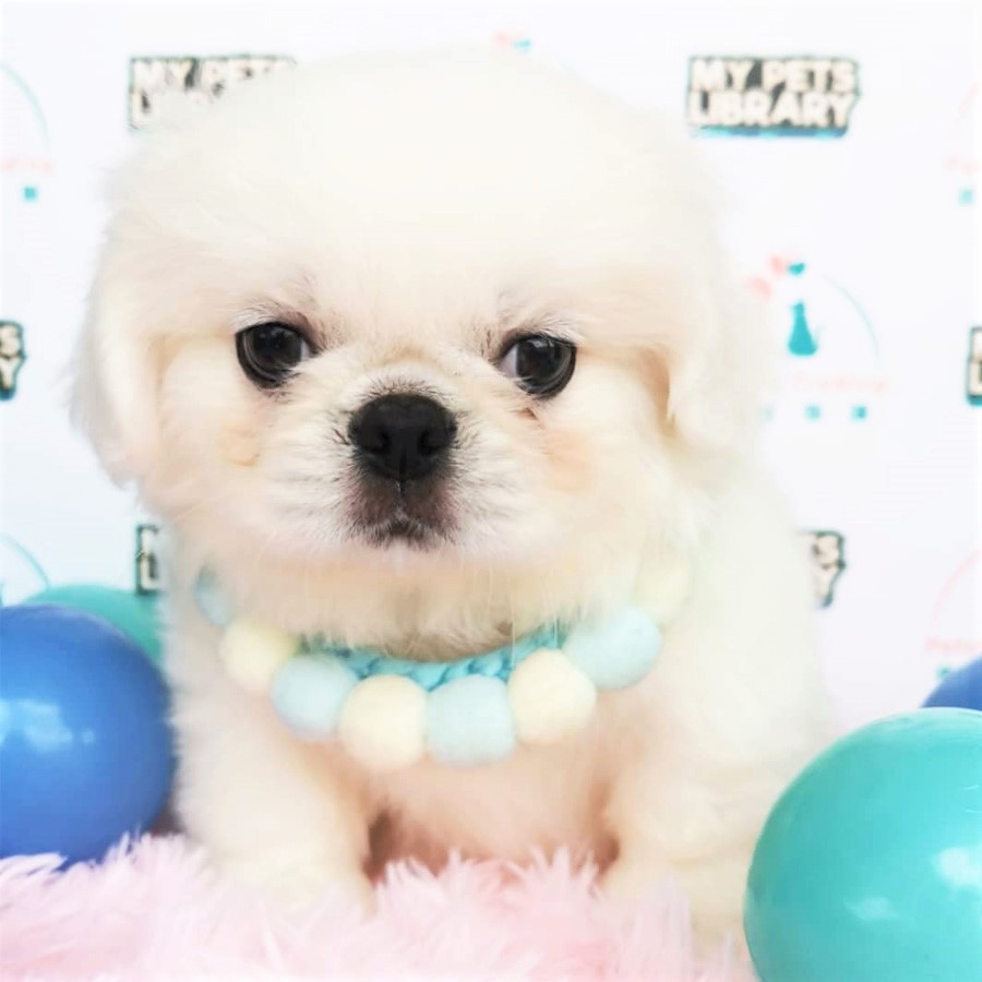 Pekingese Puppy (Male) For Sale