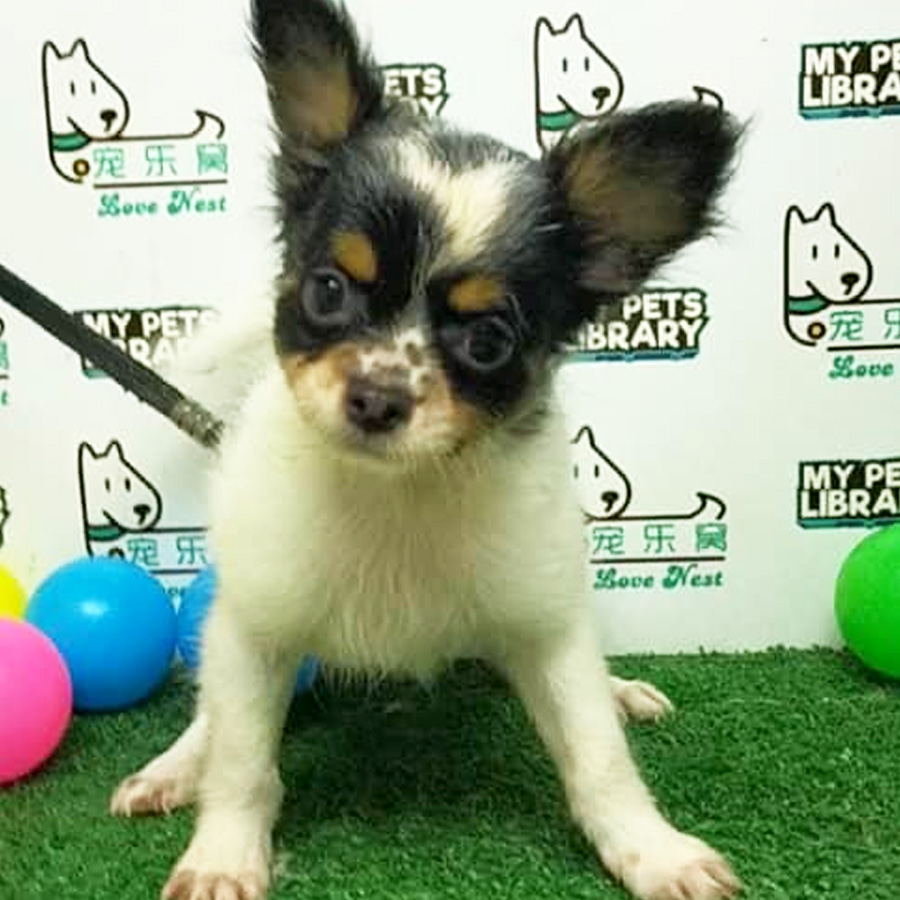 Chihuahua Puppy (Male) For Sale