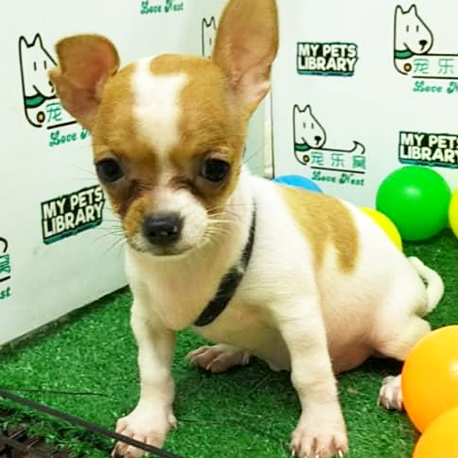Chihuahua Puppy (Female) For Sale