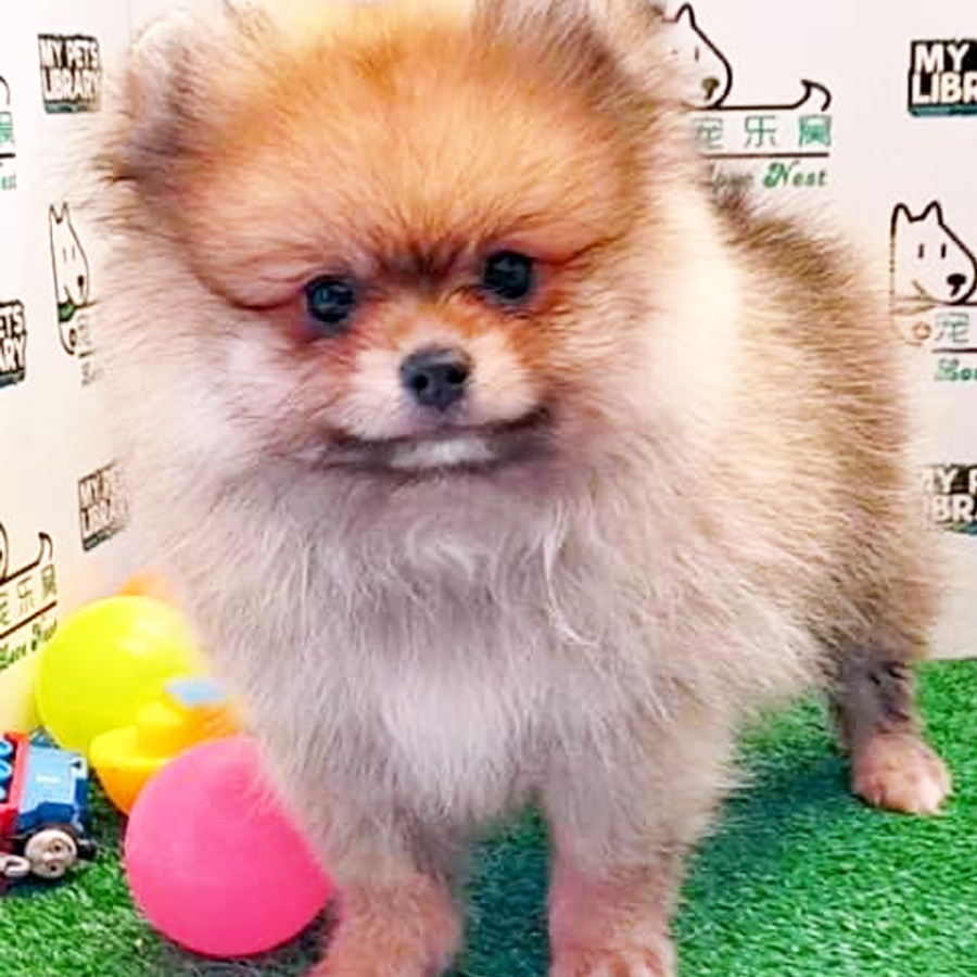 Pomeranian Puppy (Male) For Sale