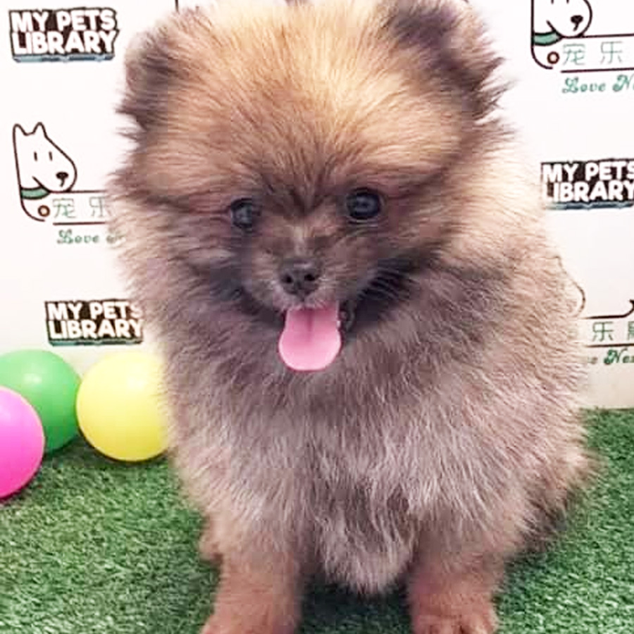 Pomeranian Puppy (Male) For Sale