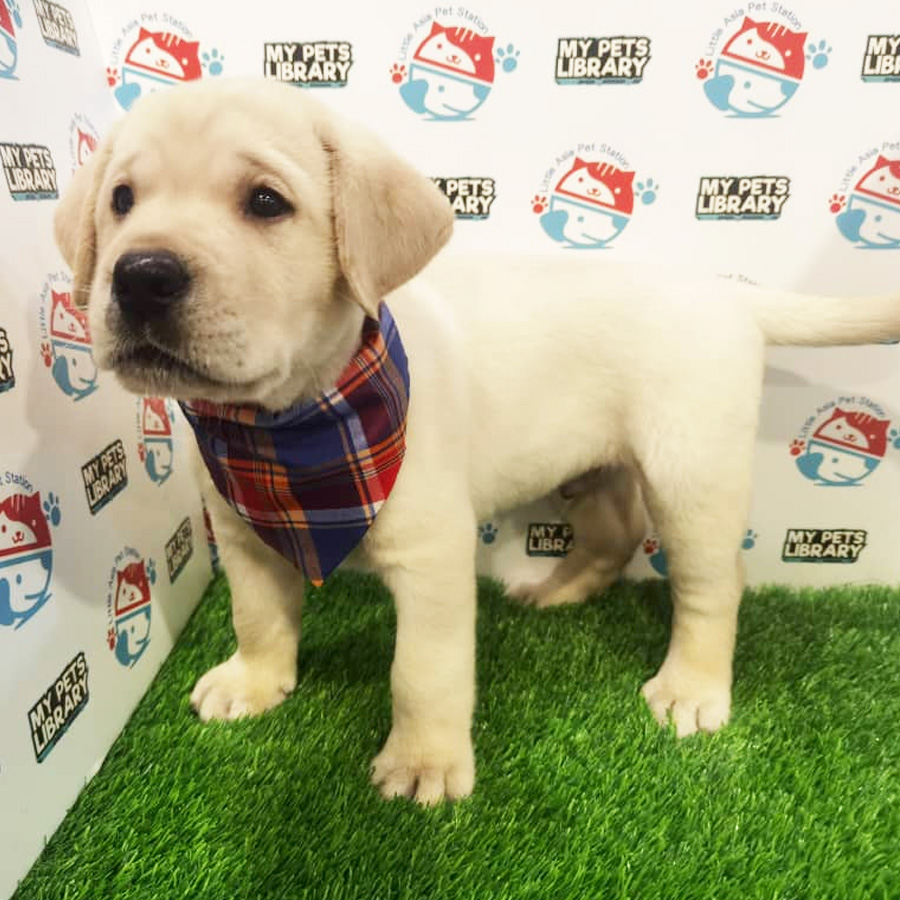 Labrador Puppy (Male) For Sale