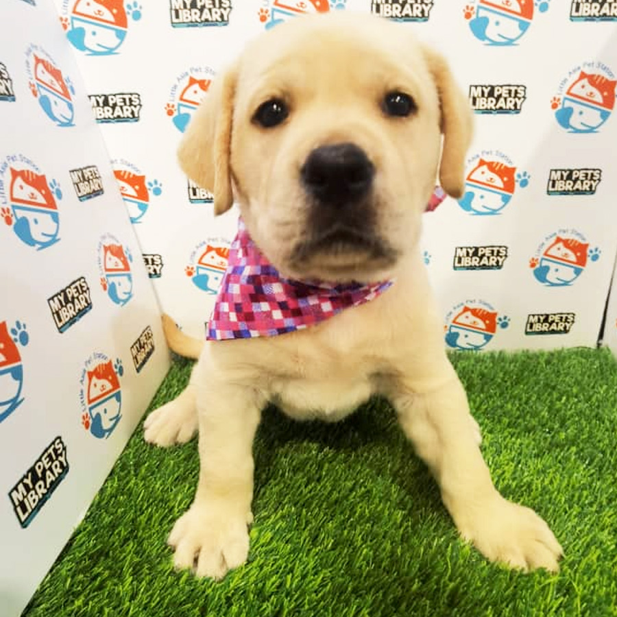 Labrador Puppy (Female) For Sale