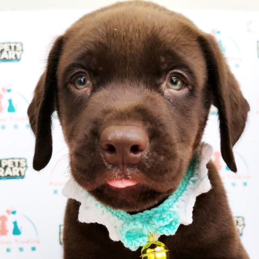 Labrador Puppy (Male) For Sale