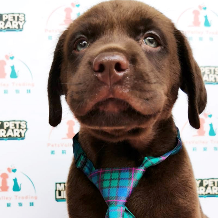 Labrador Puppy (Male) For Sale
