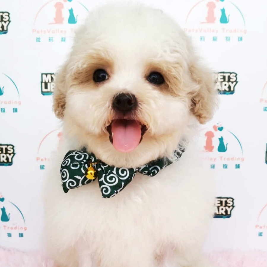 Maltipoo Puppy (Male) For Sale