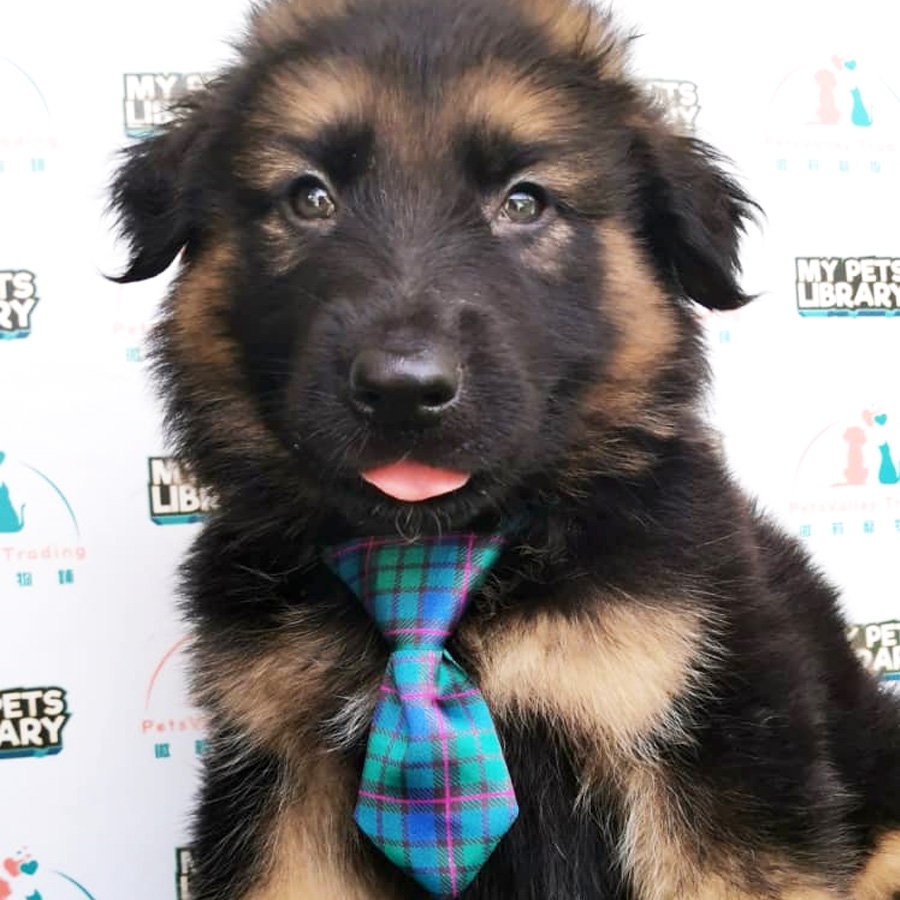 German Shepherd Puppy (Male) For Sale