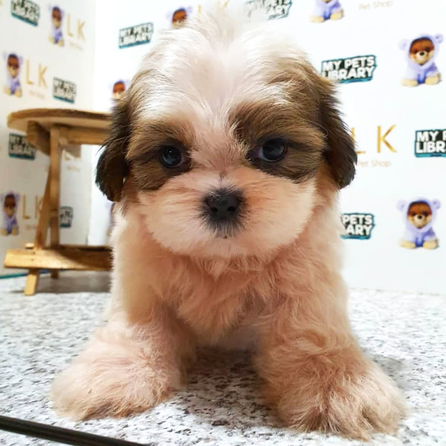 Shih Tzu Puppy (Male) For Sale