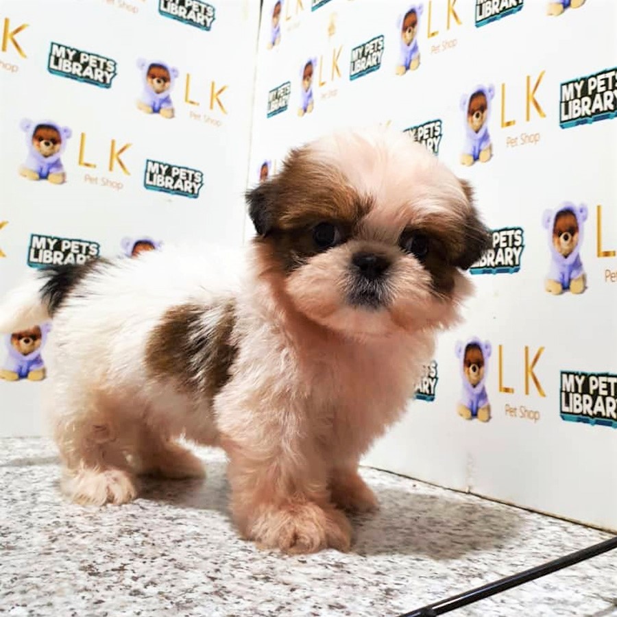 Shih Tzu Puppy (Male) For Sale