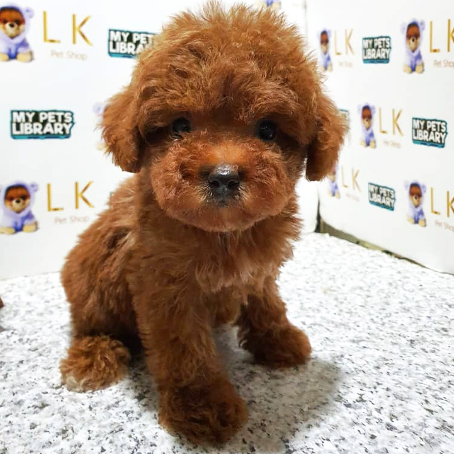 Toy Poodle Puppy (Female) For Sale