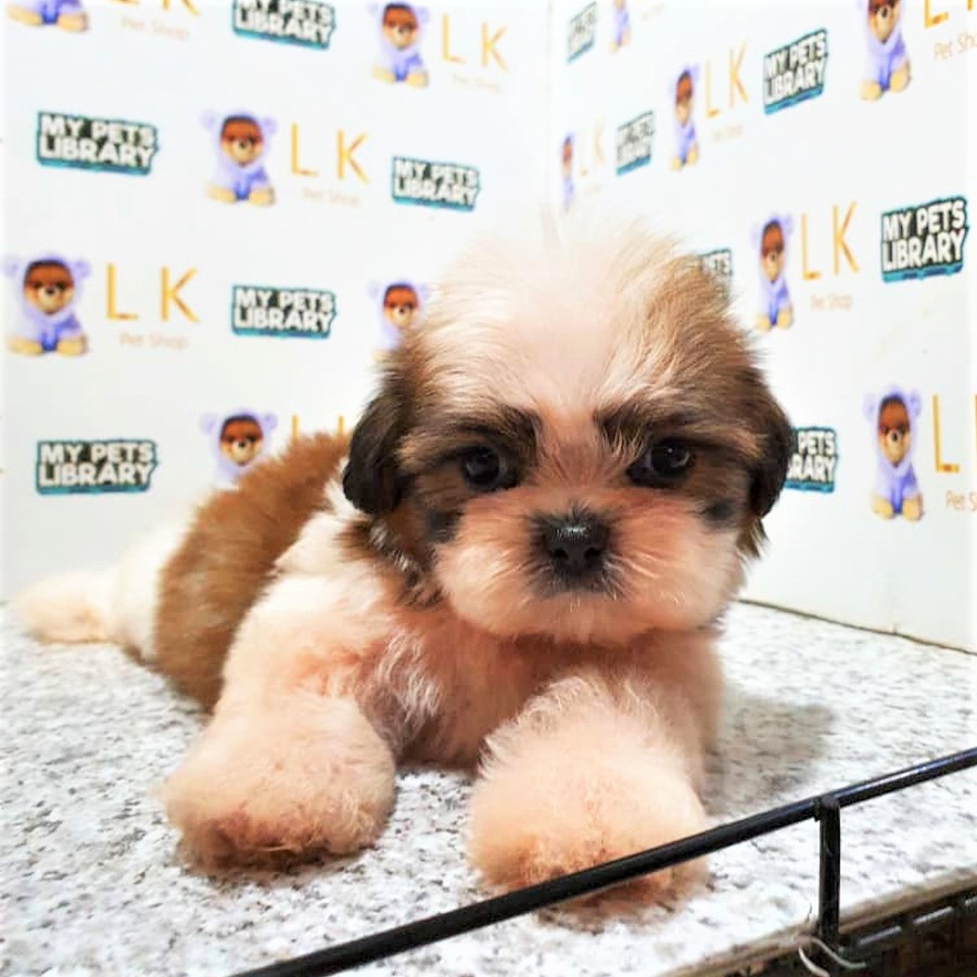 Shih Tzu Puppy (Male) For Sale