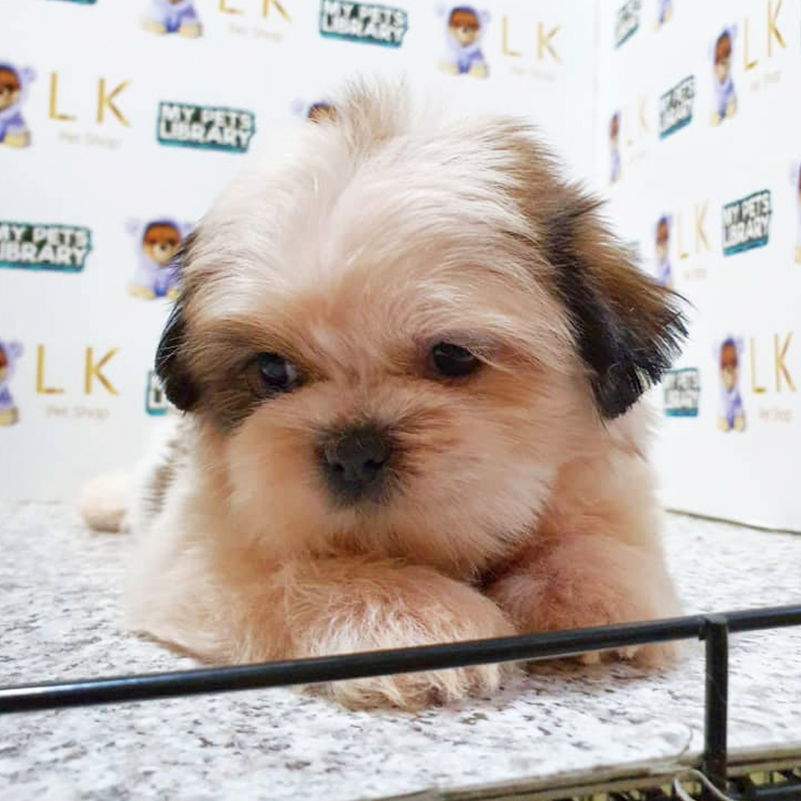 Shih Tzu Puppy (Female) For Sale