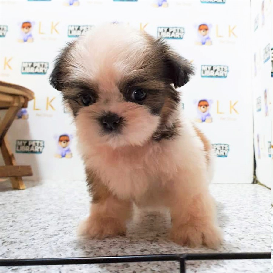 Shih Tzu Puppy (Male) For Sale
