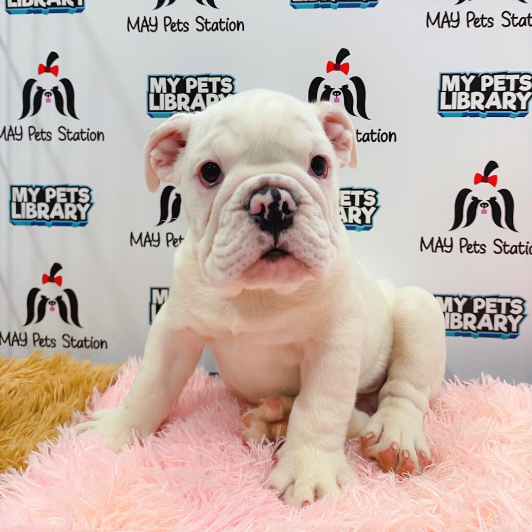 English Bulldog Puppy (Male) For Sale
