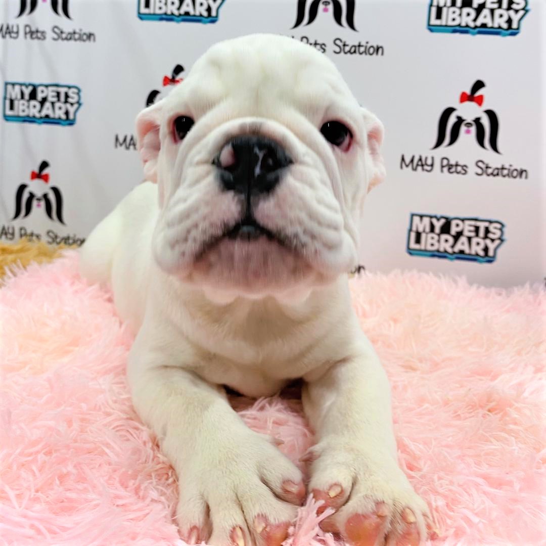 English Bulldog Puppy (Male) For Sale