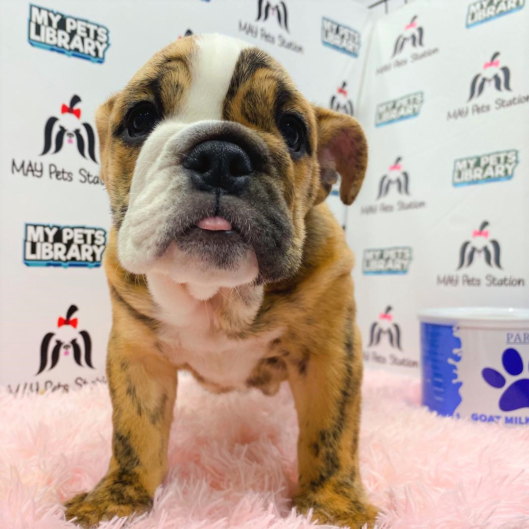 English Bulldog Puppy (Female) For Sale