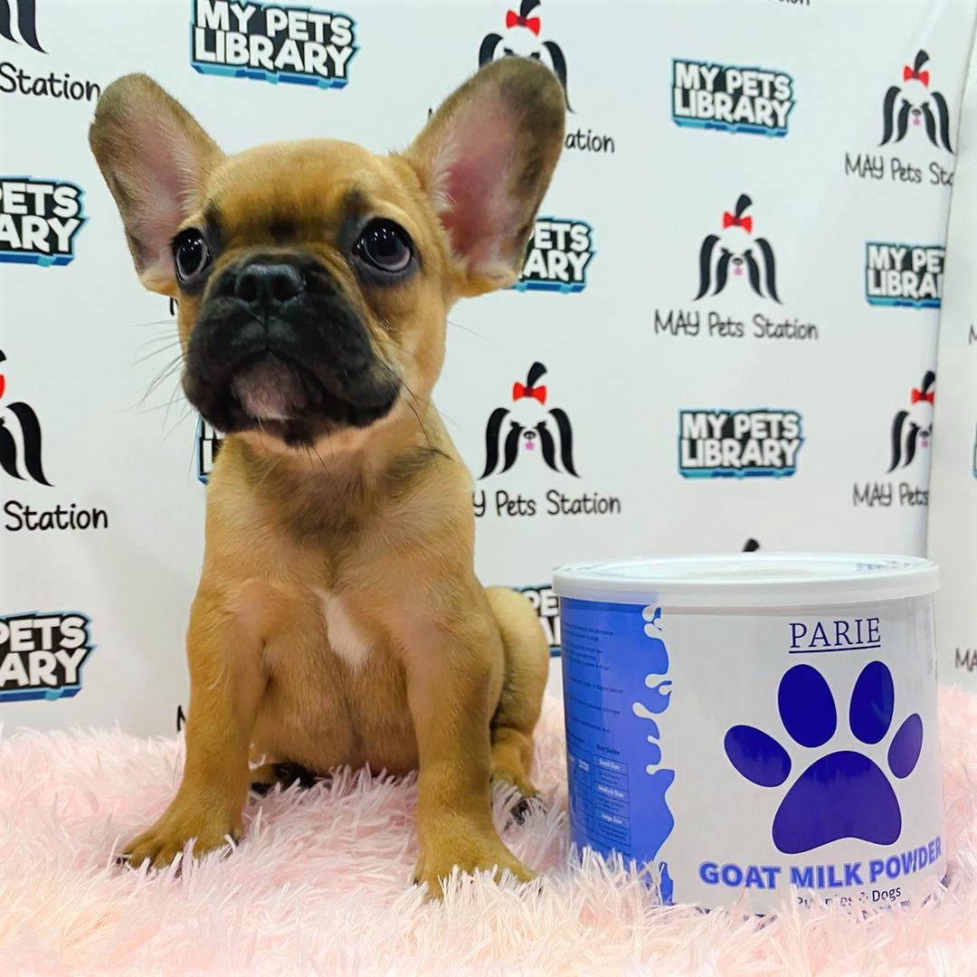 French Bulldog Puppy (Male) For Sale