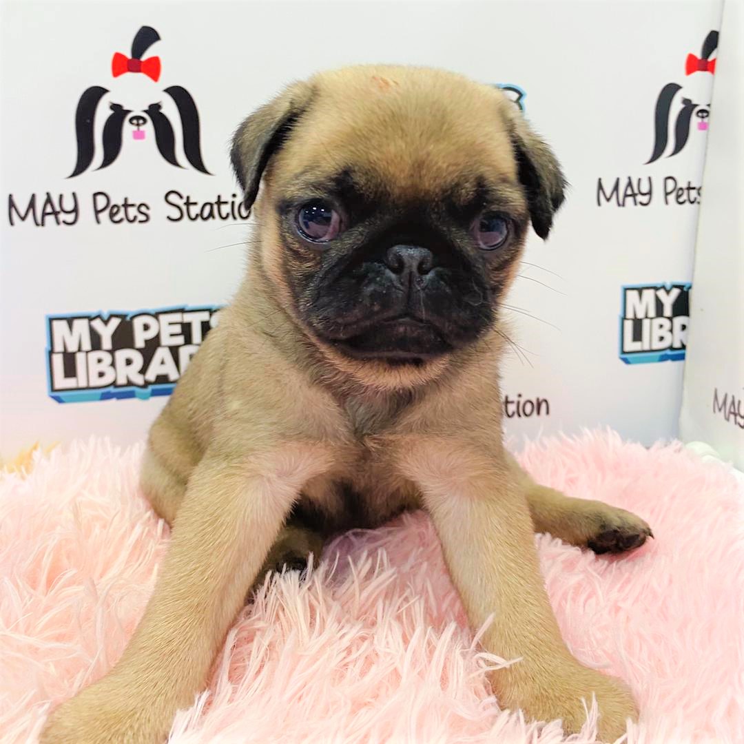Pug Puppy (Female) For Sale