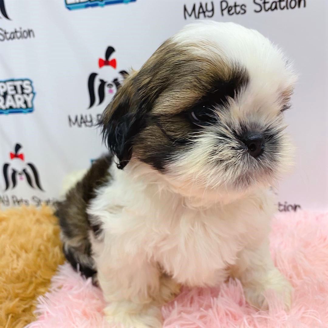 Shih Tzu Puppy (Male) For Sale