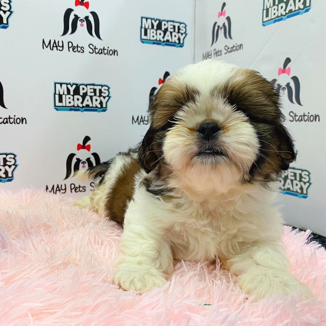 Shih Tzu Puppy (Female) For Sale
