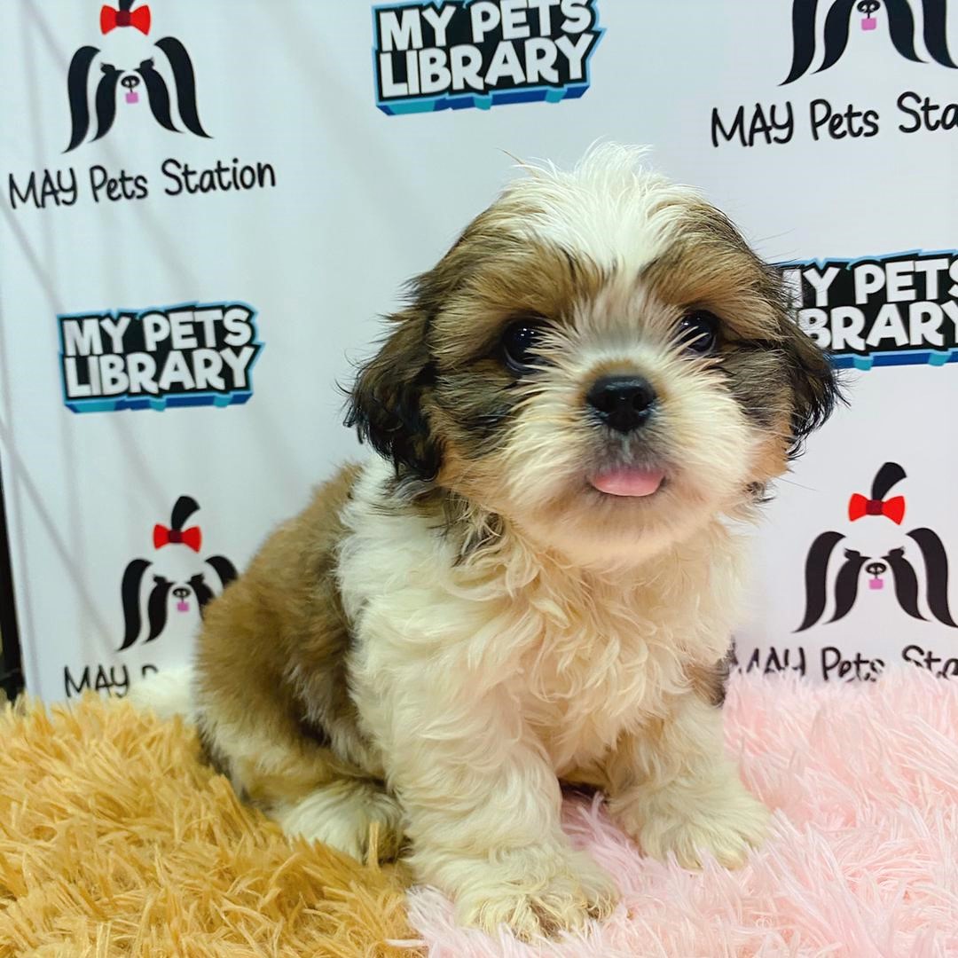 Shih Tzu Puppy (Female) For Sale
