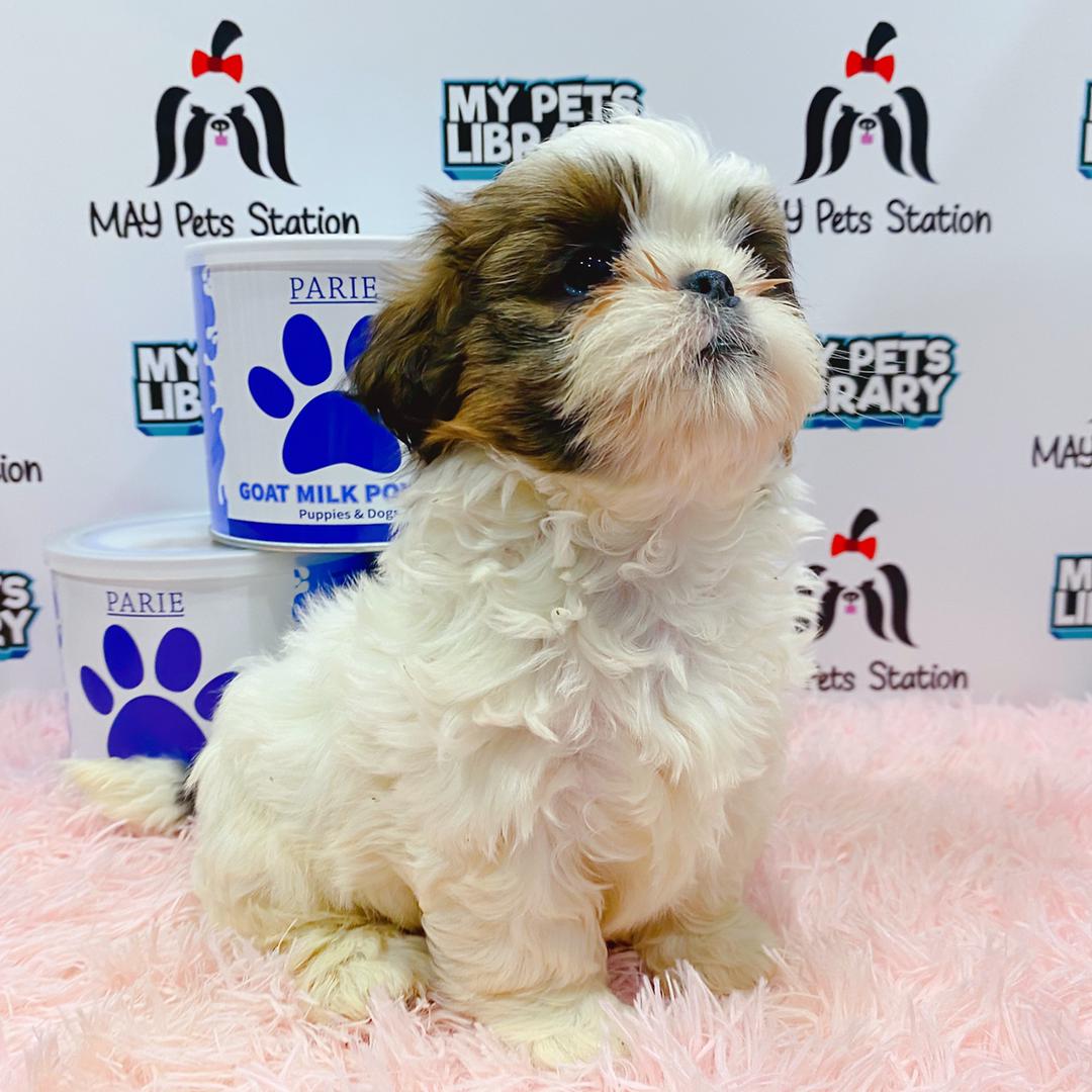 Shih Tzu Puppy (Female) For Sale