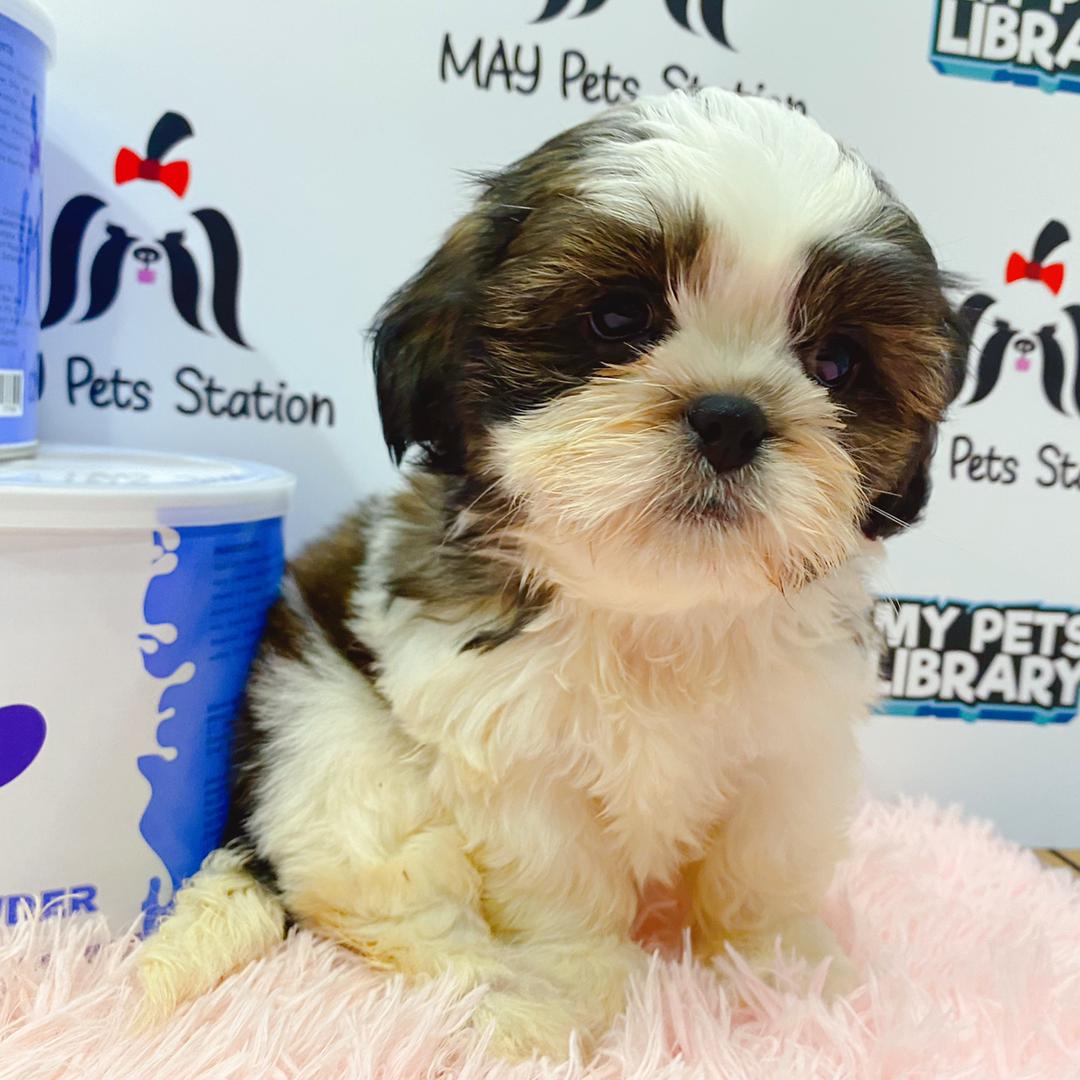 Shih Tzu Puppy (Male) For Sale