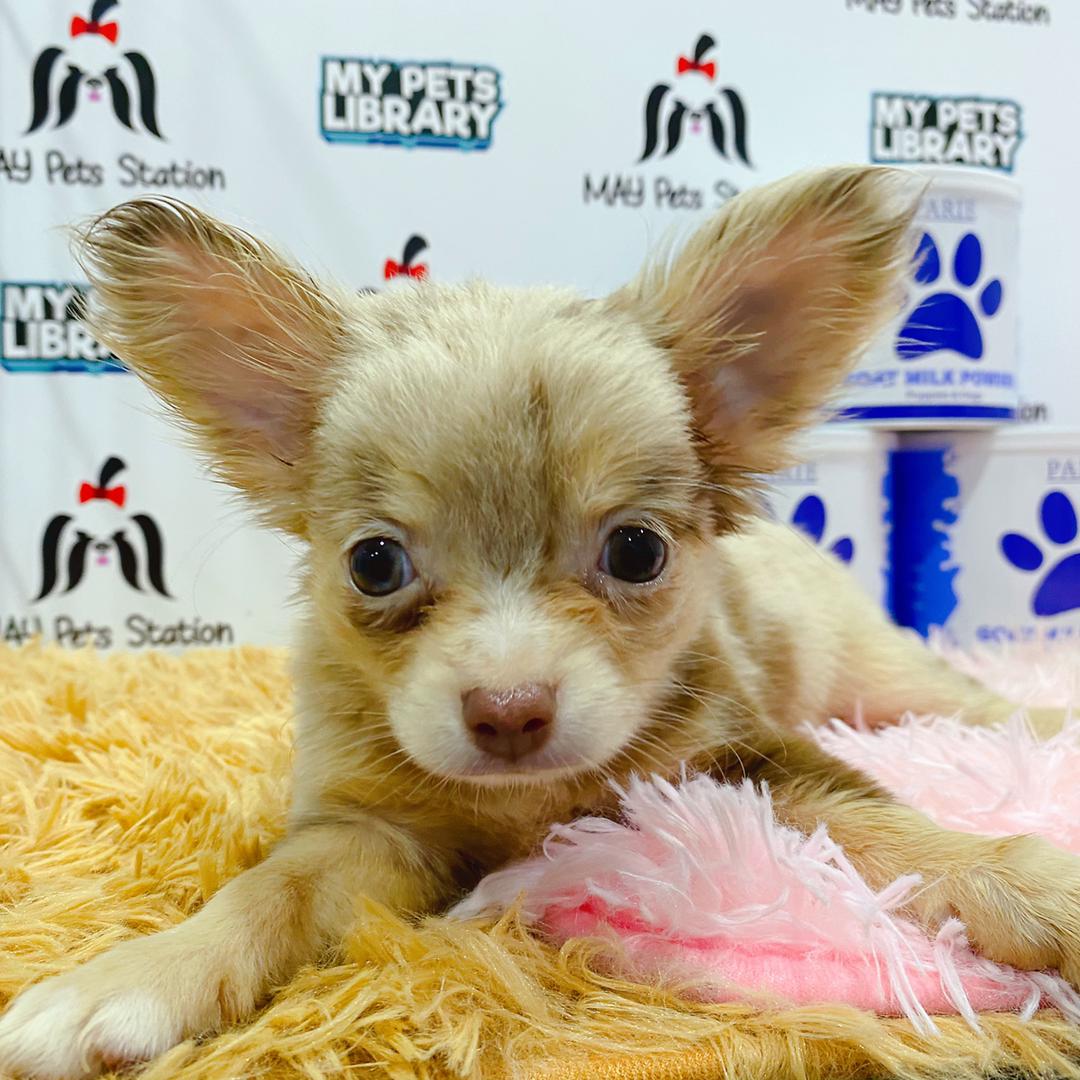 Chihuahua Puppy (Female) For Sale