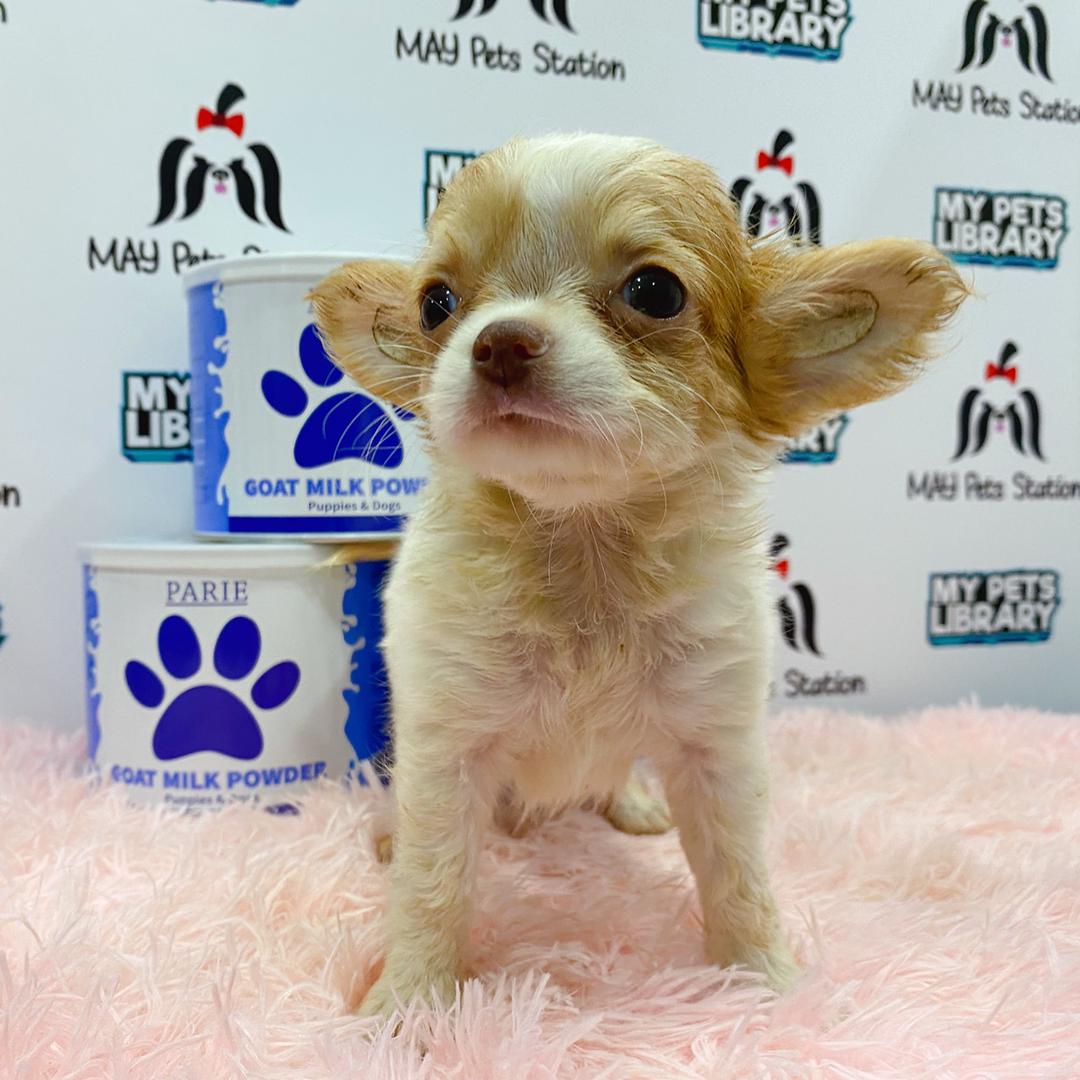 Chihuahua Puppy (Female) For Sale