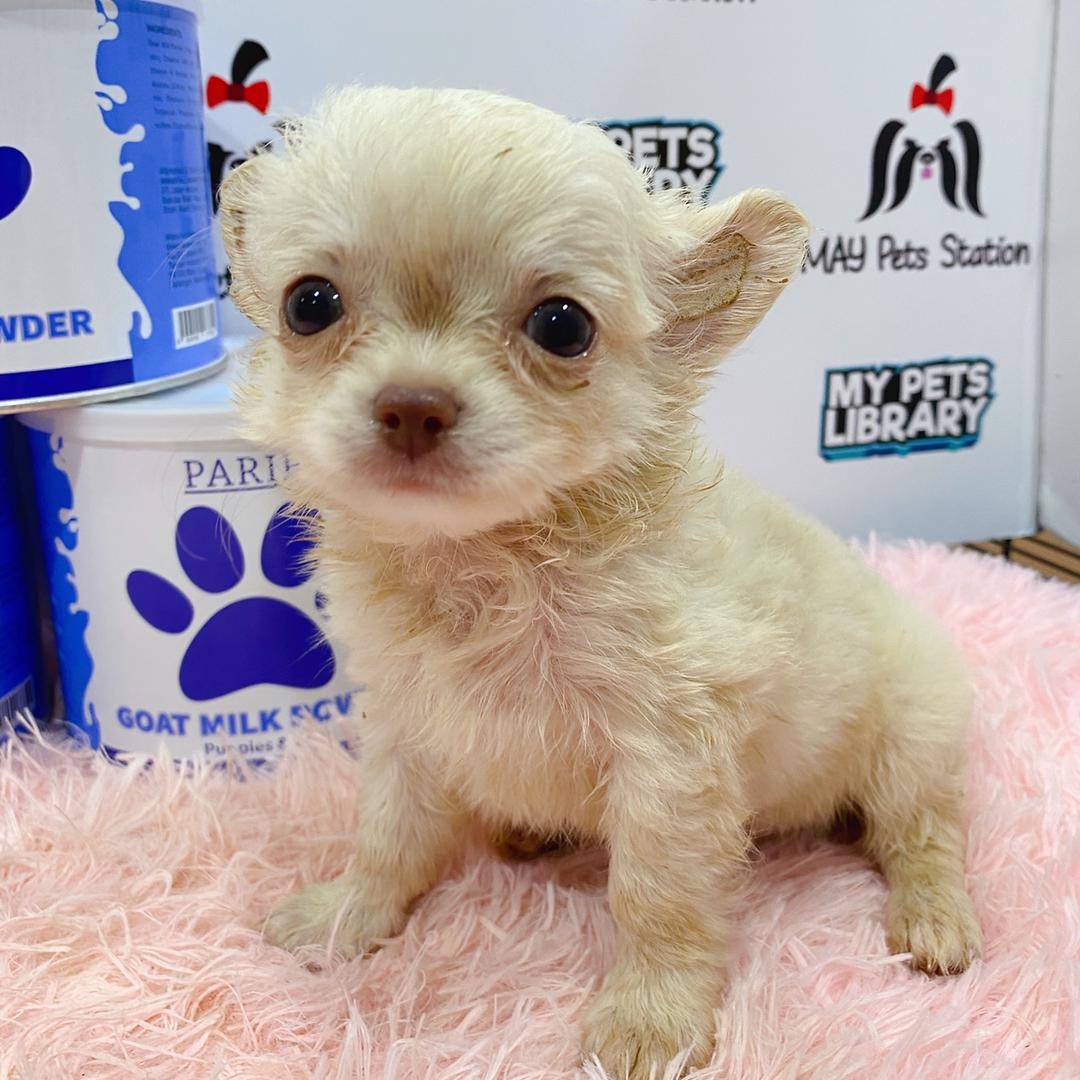 Chihuahua Puppy (Male) For Sale