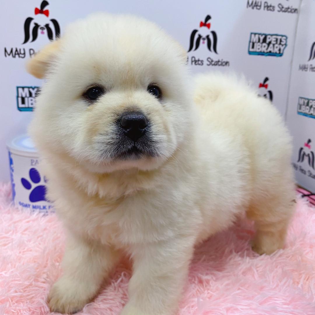 Chow Chow Puppy (Female) For Sale