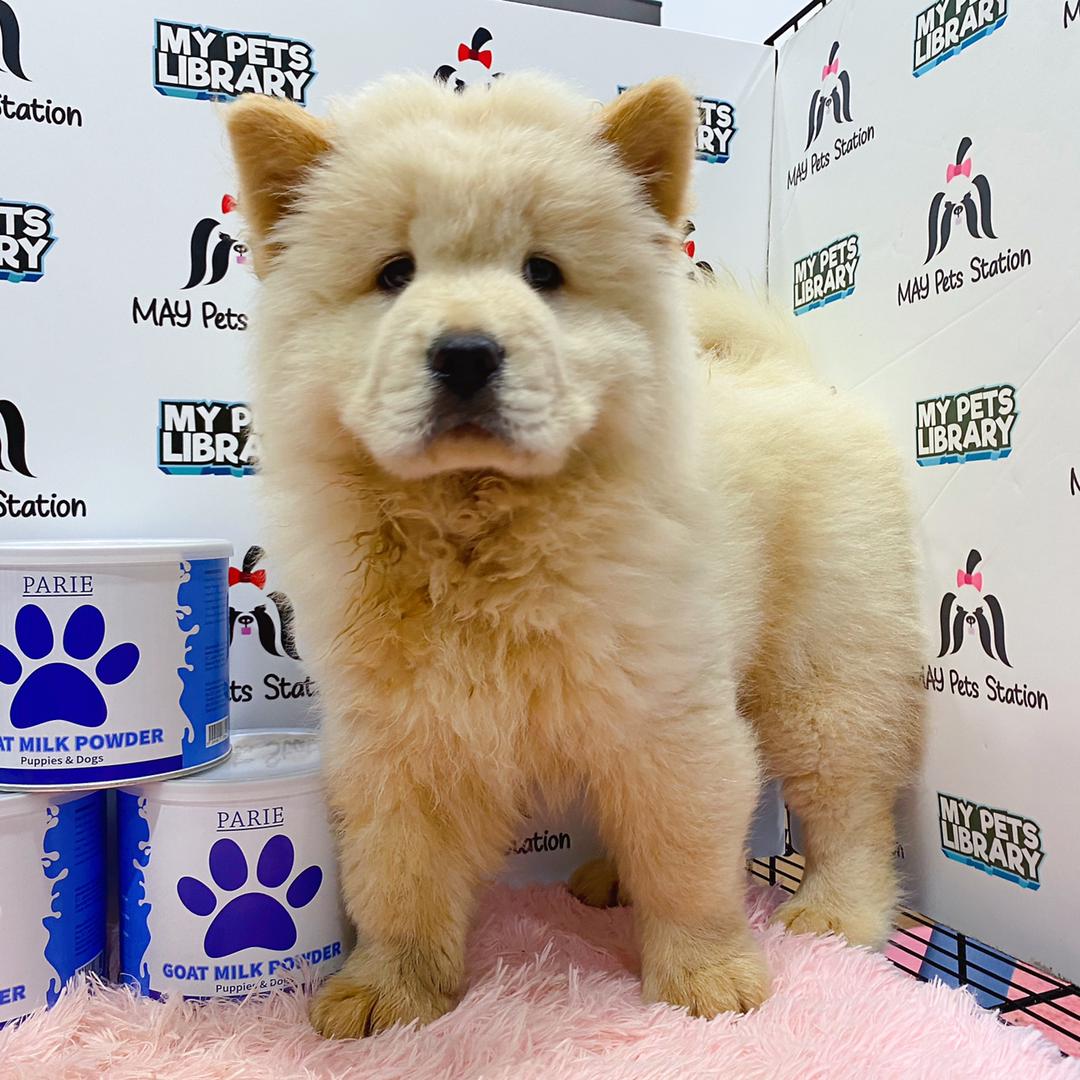 Chow Chow Puppy (Male) For Sale