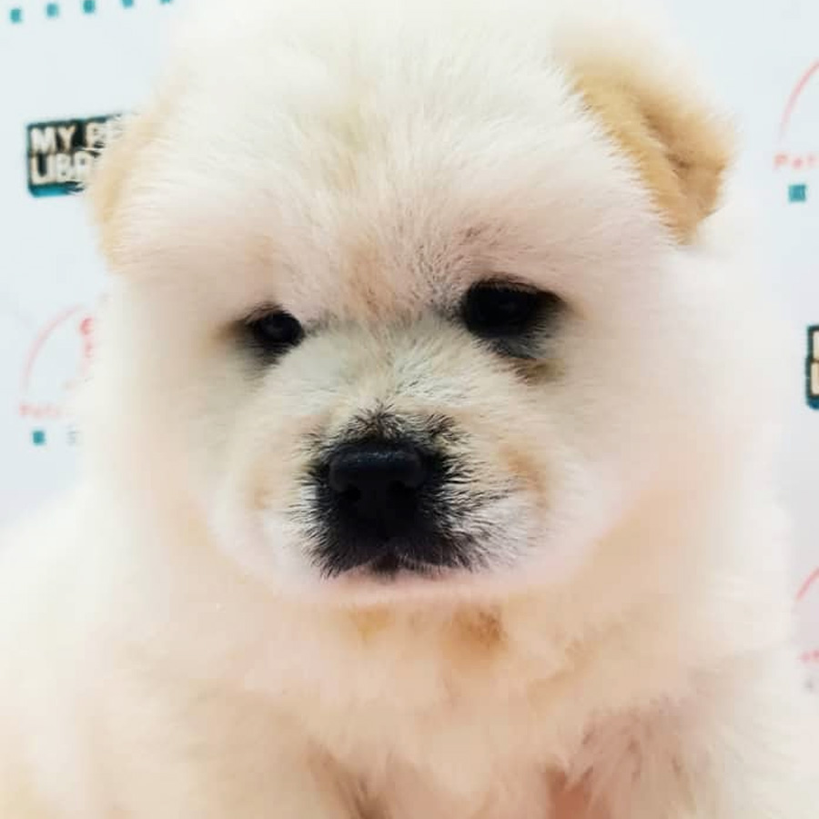Chow Chow Puppy (Female) For Sale