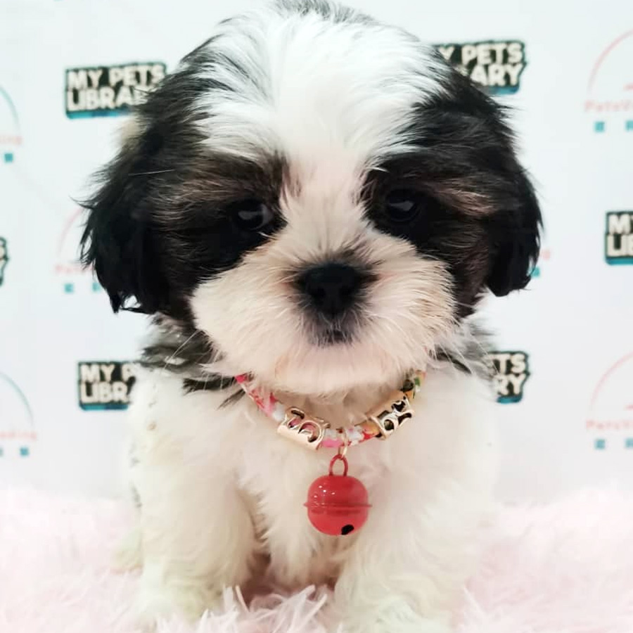 Shih Tzu Puppy ( Male) For Sale