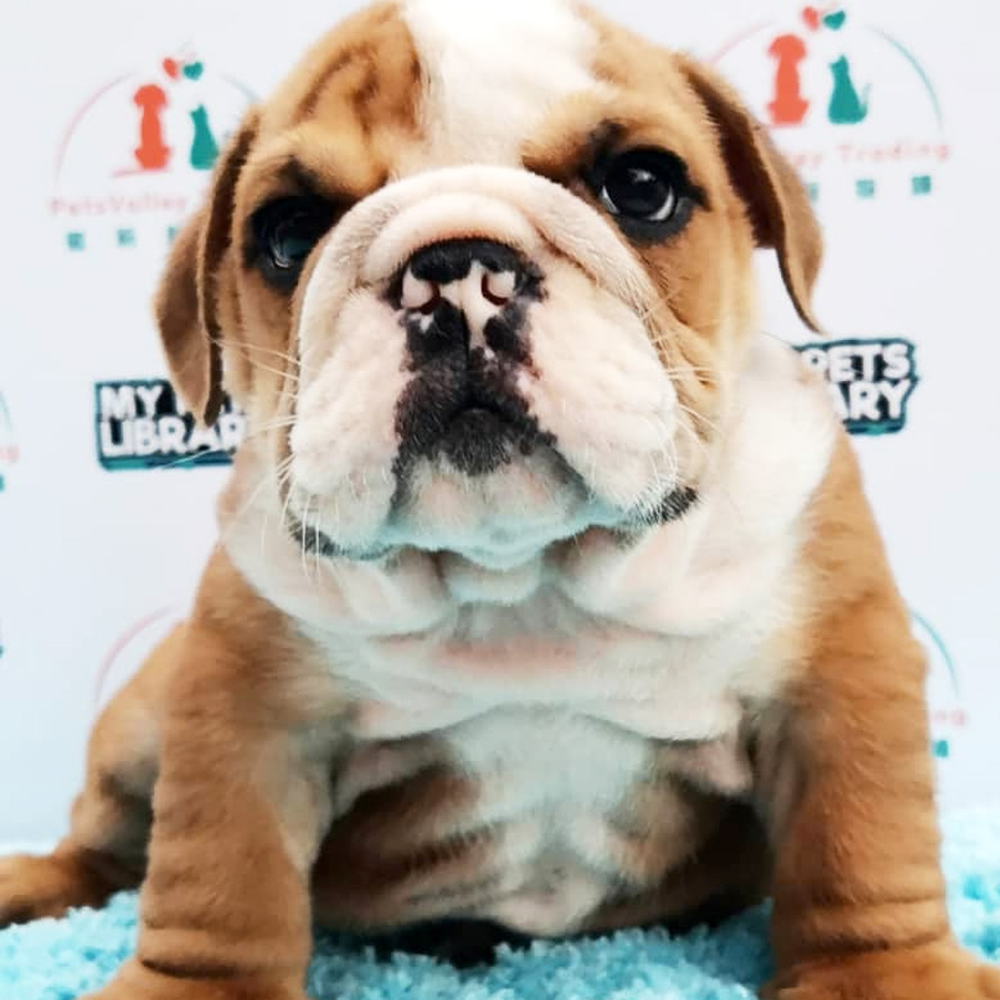 English Bulldog Puppy (Male) For Sale