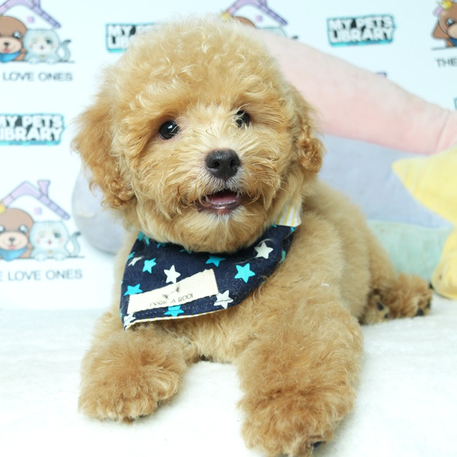 Toy Poodle Puppy (Male) For Sale