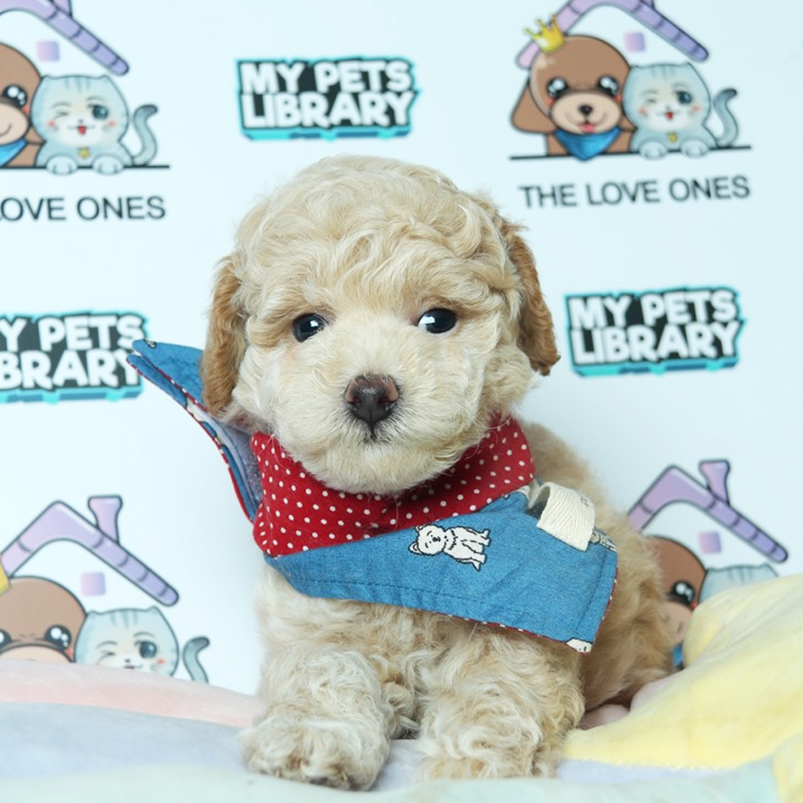 Toy Poodle Puppy (Male) For Sale