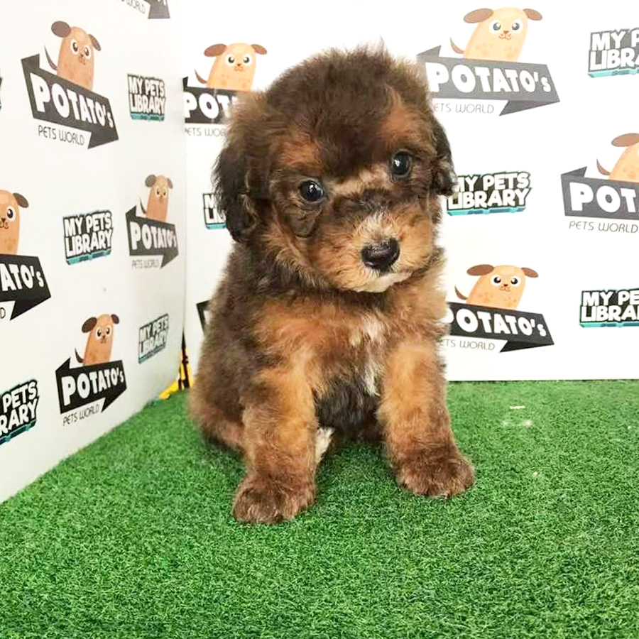 Toy Poodle Puppy (Male) For Sale